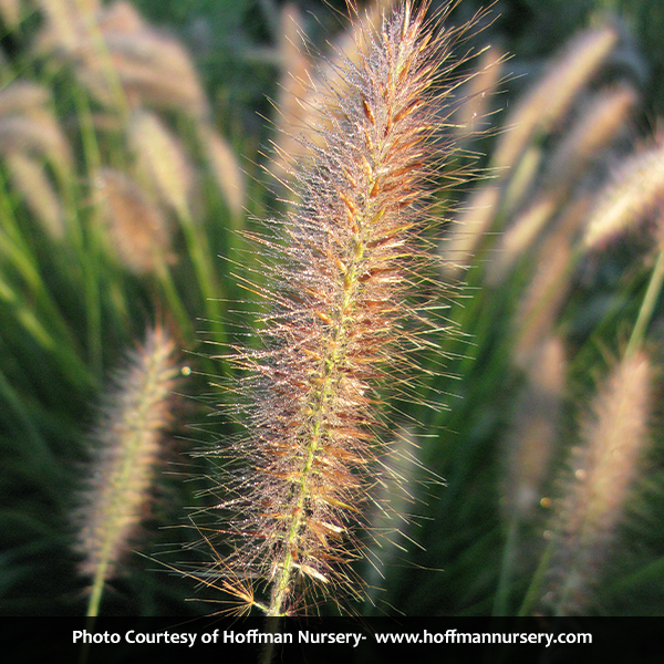 Cassian Dwarf Fountain Grass - Image 5
