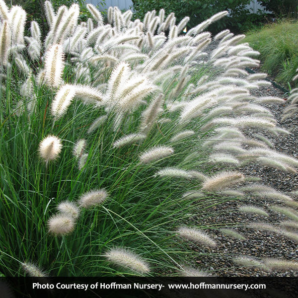 Cassian Dwarf Fountain Grass