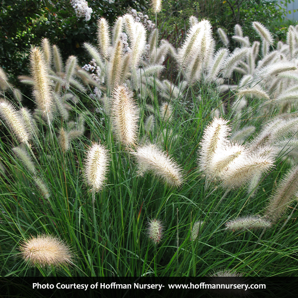 Cassian Dwarf Fountain Grass - Image 4