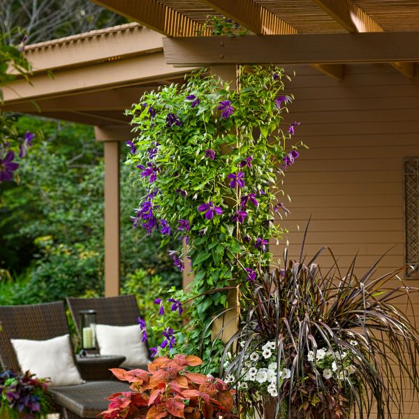 Jackmanii Clematis - Image 4