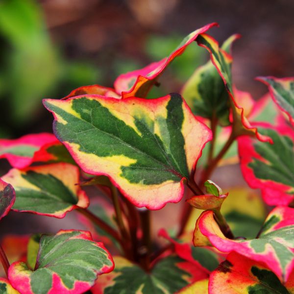 Chameleon Plant - Image 3