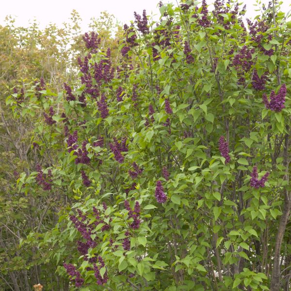 Charles Joly Lilac - Image 4