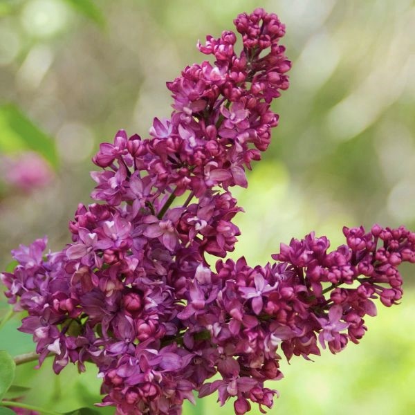 Charles Joly Lilac - Image 3