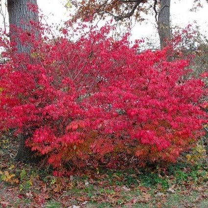Chicago Fire® Burning Bush - Image 2