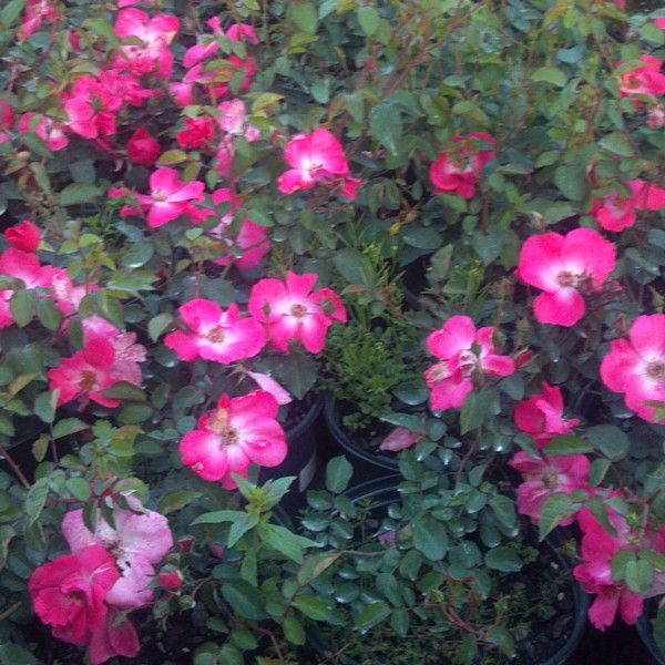 Chuckles Rose - Image 4