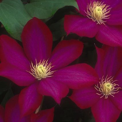 Bourbon Clematis - Image 3