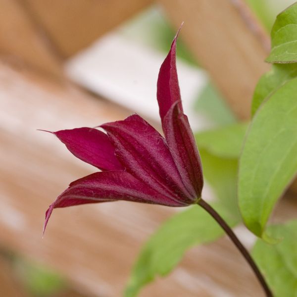 Bourbon Clematis - Image 5