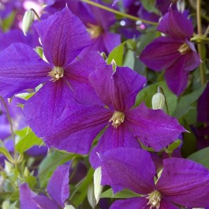 Jackmanii Clematis