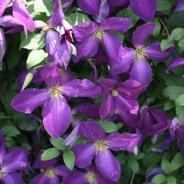 Jackmanii Clematis - Image 3