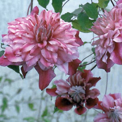 Patricia Ann Fretwell Clematis