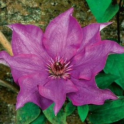 The President Clematis - Image 3
