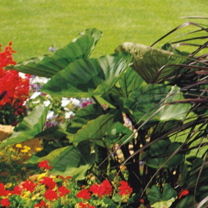 Colocasia Coffee Cups - Image 3