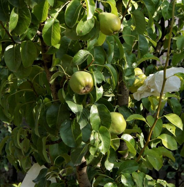 Comice Pear Tree - Image 3