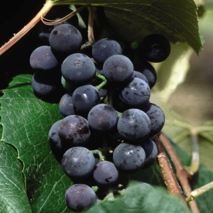 Concord Seedless Grape