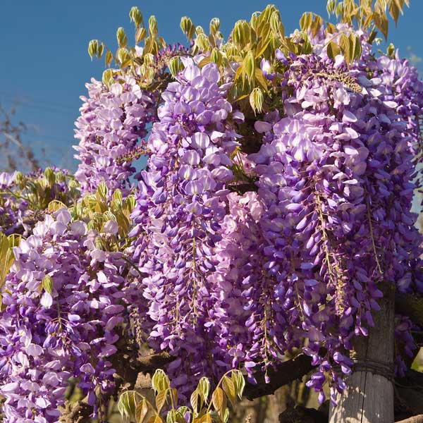 Cooke's Purple Wisteria - Image 3