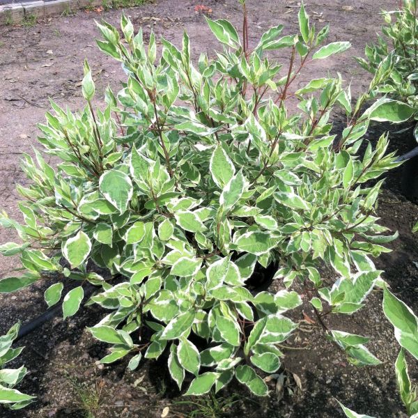 Strawberry Daiquiri Siberian Dogwood