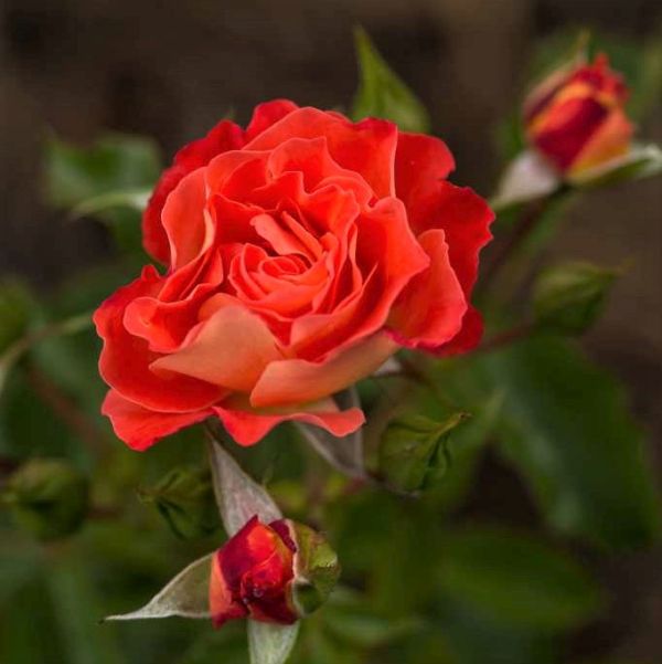 Easy Elegance® Coral Cove Rose - Image 3