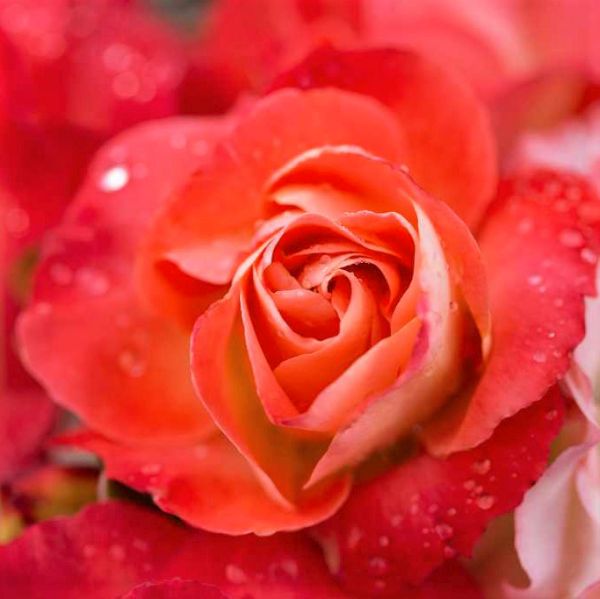 Easy Elegance® Coral Cove Rose - Image 4