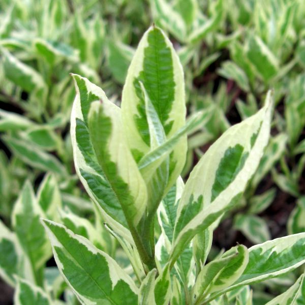 Strawberry Daiquiri Siberian Dogwood - Image 4