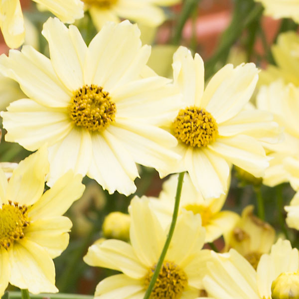 Coreopsis Creme Brulee - Image 4