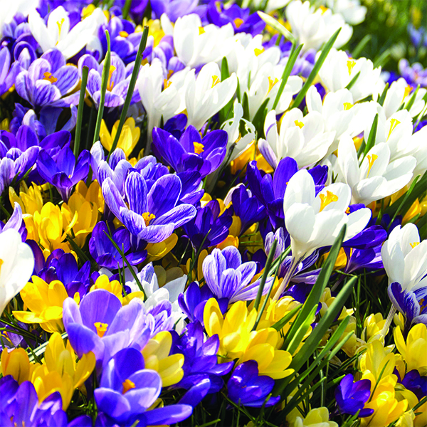 Crocus Mix