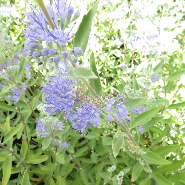 Dark Knight Bluebeard - Image 4