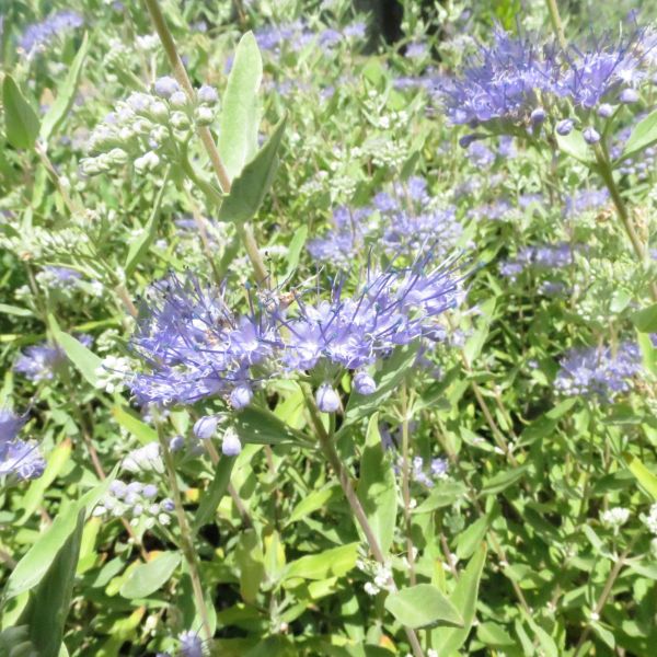 Dark Knight Bluebeard - Image 3