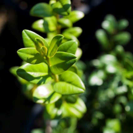 Dee Runk Boxwood - Image 3