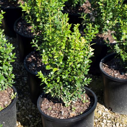 Dee Runk Boxwood - Image 4