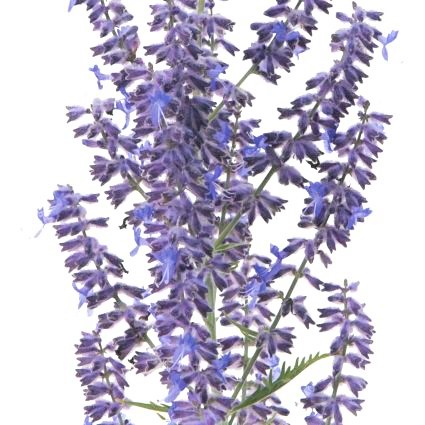 Denim 'n Lace Russian Sage - Image 4