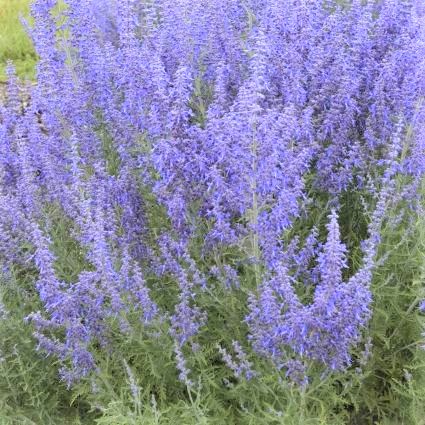 Denim 'n Lace Russian Sage - Image 3