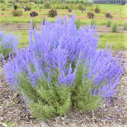 Denim 'n Lace Russian Sage