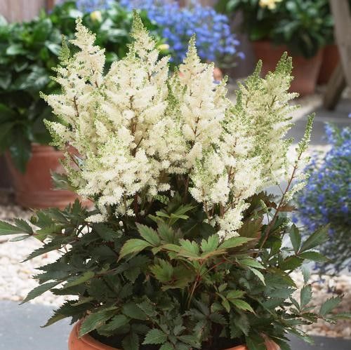 Younique™ White Astilbe