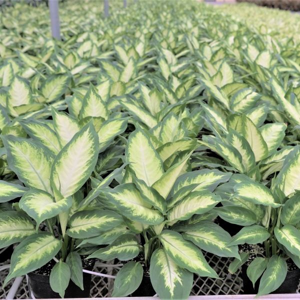 Dieffenbachia - Image 5