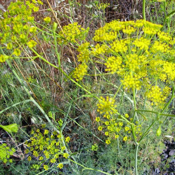 Dill Plant - Image 5