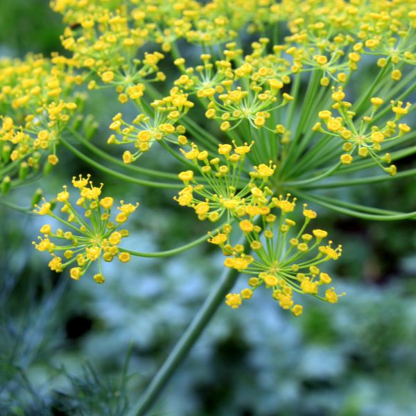 Dill Plant - Image 3