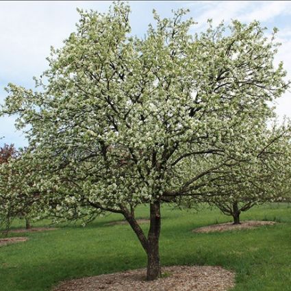 Dolgo Crabapple Tree - Image 2
