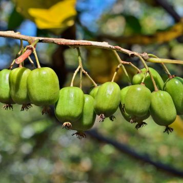 Kiwi Magic™ Hardy Kiwi Combination