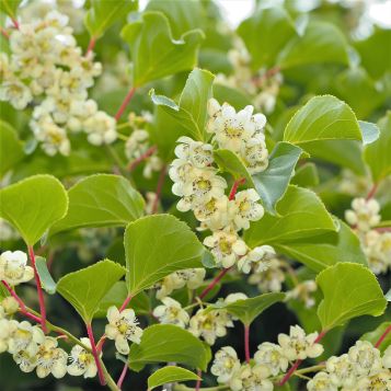 Kiwi Magic™ Hardy Kiwi Combination - Image 2