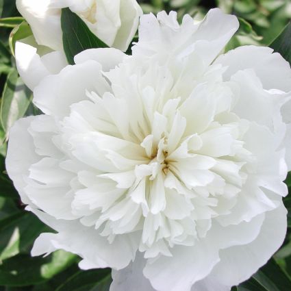 Duchesse de Nemours Peony - Image 4