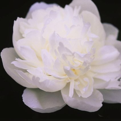Duchesse de Nemours Peony - Image 5