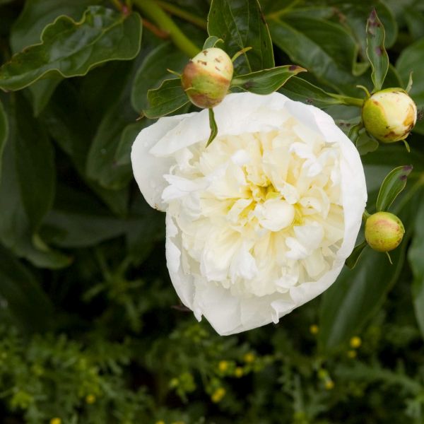Duchesse de Nemours Peony - Image 3