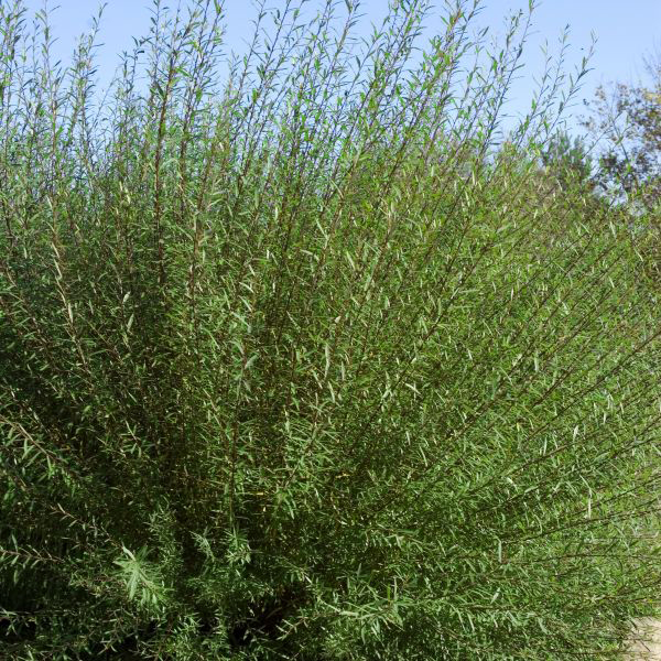 Dwarf Blue Leaf Arctic Willow - Image 2