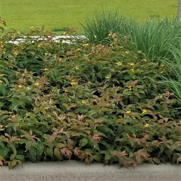 Dwarf Bush Honeysuckle - Image 5