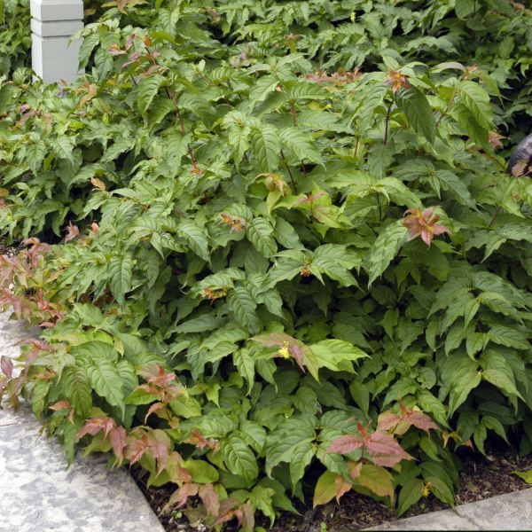 Dwarf Bush Honeysuckle - Image 2