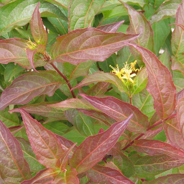 Dwarf Bush Honeysuckle - Image 4