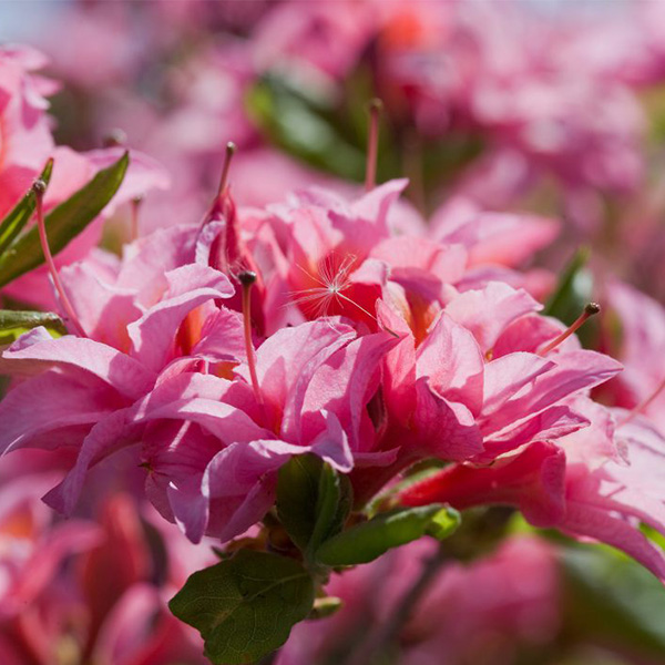 Electric Lights™ Double Pink Azalea - Image 3