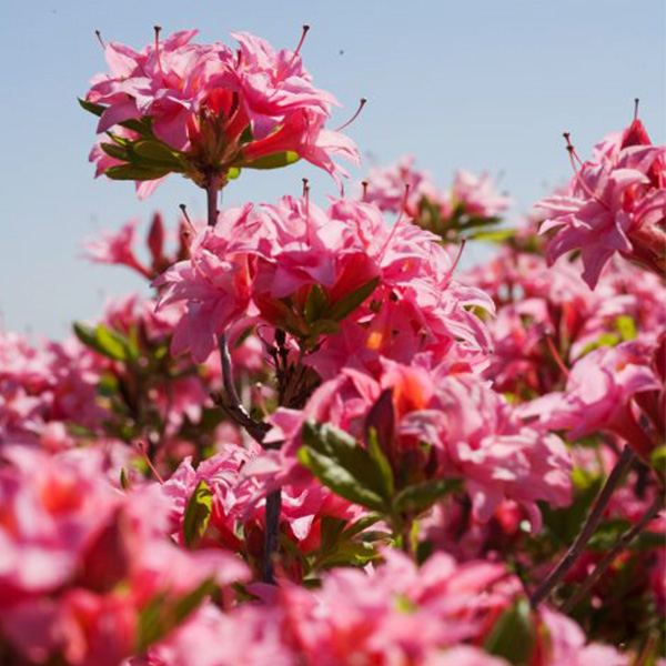 Electric Lights™ Double Pink Azalea - Image 4