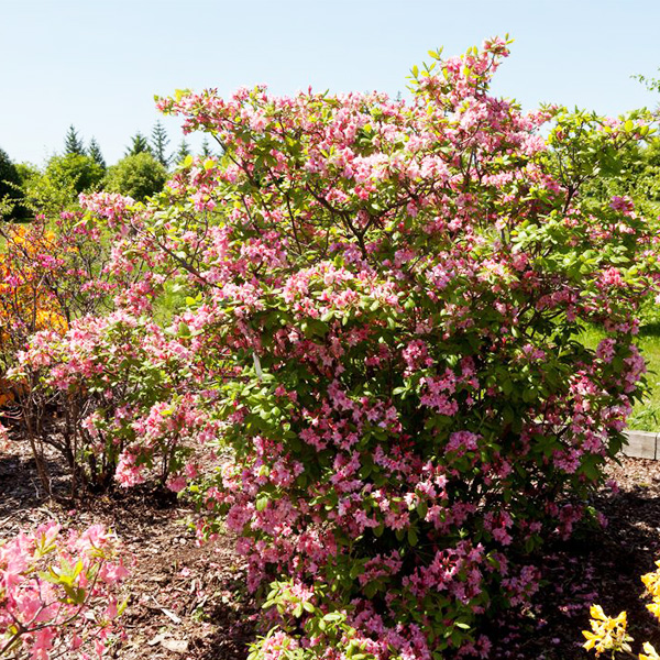 Electric Lights™ Double Pink Azalea - Image 5