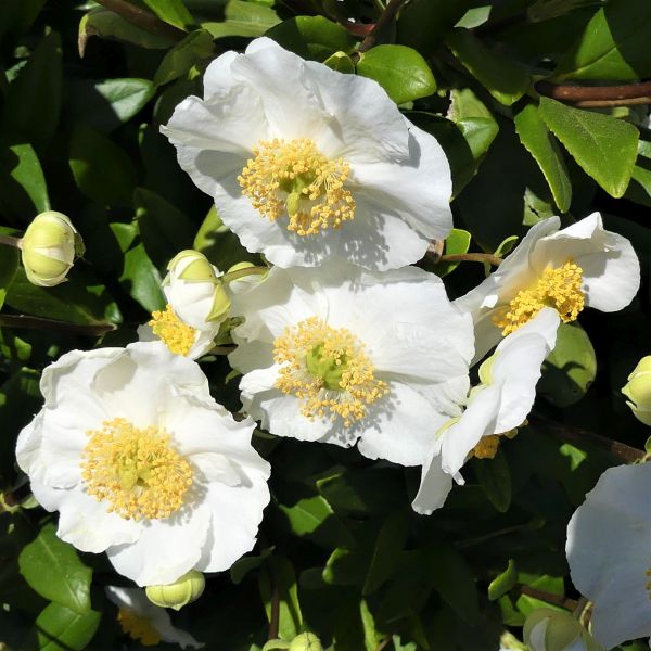 Elizabeth Bush Anemone - Image 4